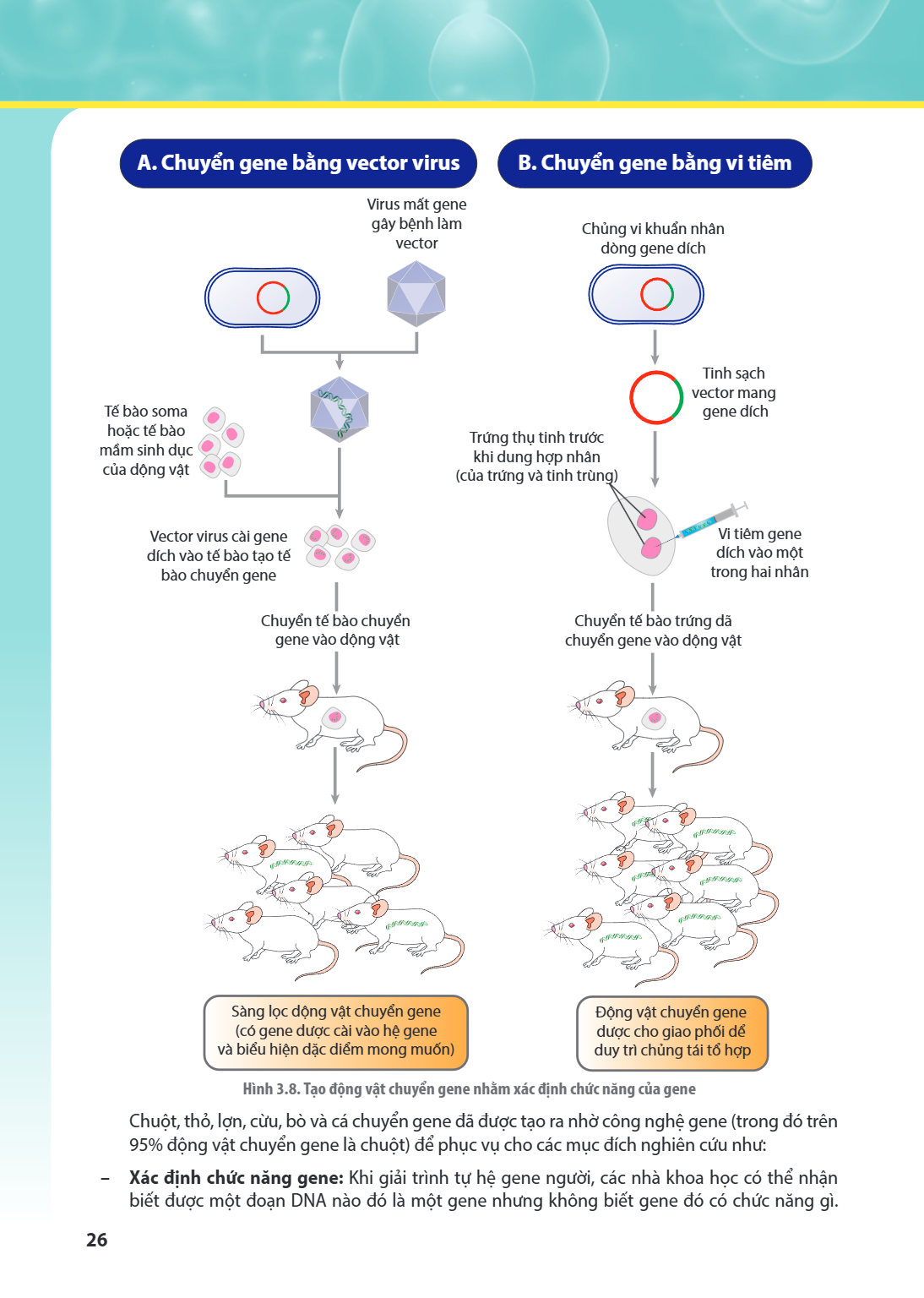 A. Chuyển gene bằng vector virus Virus mất gene gây bệnh làm vector Tế bào soma hoặc tế bào mầm sinh dục của động vật Vector virus cài gene đích vào tế bào tạo 