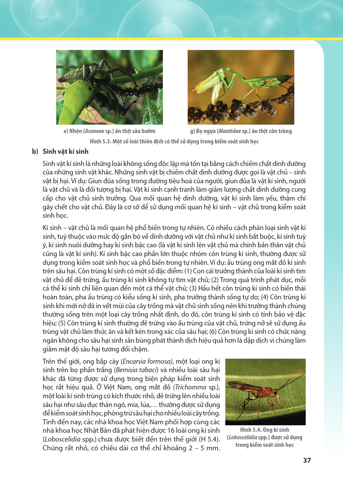 e) Nhện (Araneae sp.) ăn thịt sâu bướm g) Bọ ngựa (Mantidae sp.) ăn thịt côn trùng Hình 5.3. Một số loài thiên địch có thể sử dụng trong kiểm soát sinh học b) S
