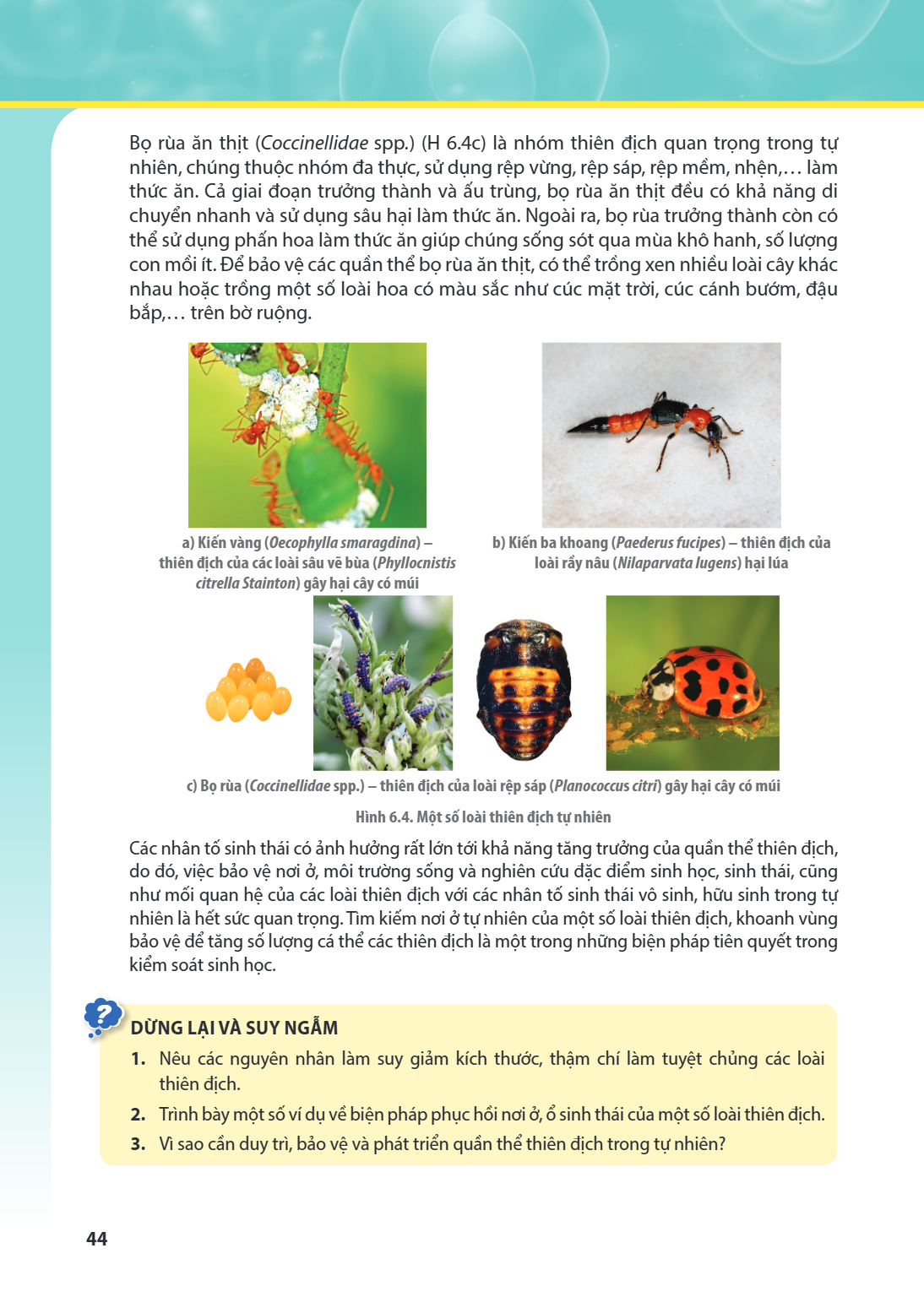 Bọ rùa ăn thịt (Coccinellidae spp.) (H 6.4c) là nhóm thiên địch quan trọng trong tự nhiên, chúng thuộc nhóm đa thực, sử dụng rệp vùng, rệp sáp, rệp mềm, nhện,..