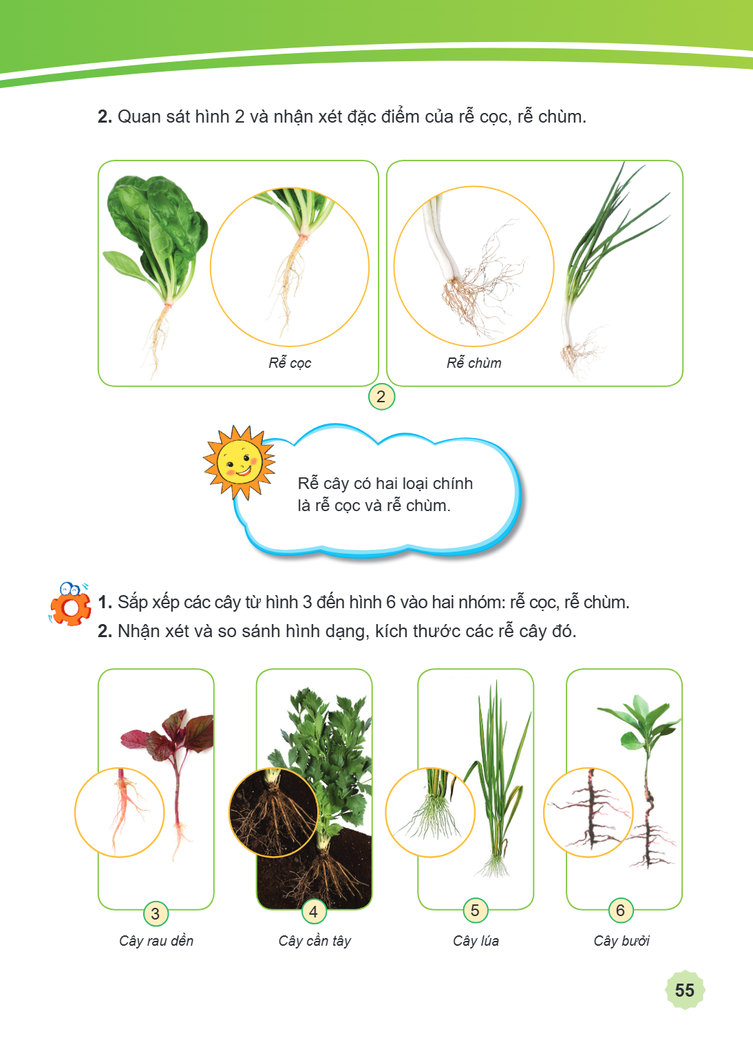 Quan sát hình 2 và nhận xét đặc điểm của rễ cọc, rễ chùm. Rễ cọc Rễ chùm 2 Rễ cây có hai loại chính là rễ cọc và rễ chùm. Sắp xếp các cây từ hình 3 đến hình 6 v