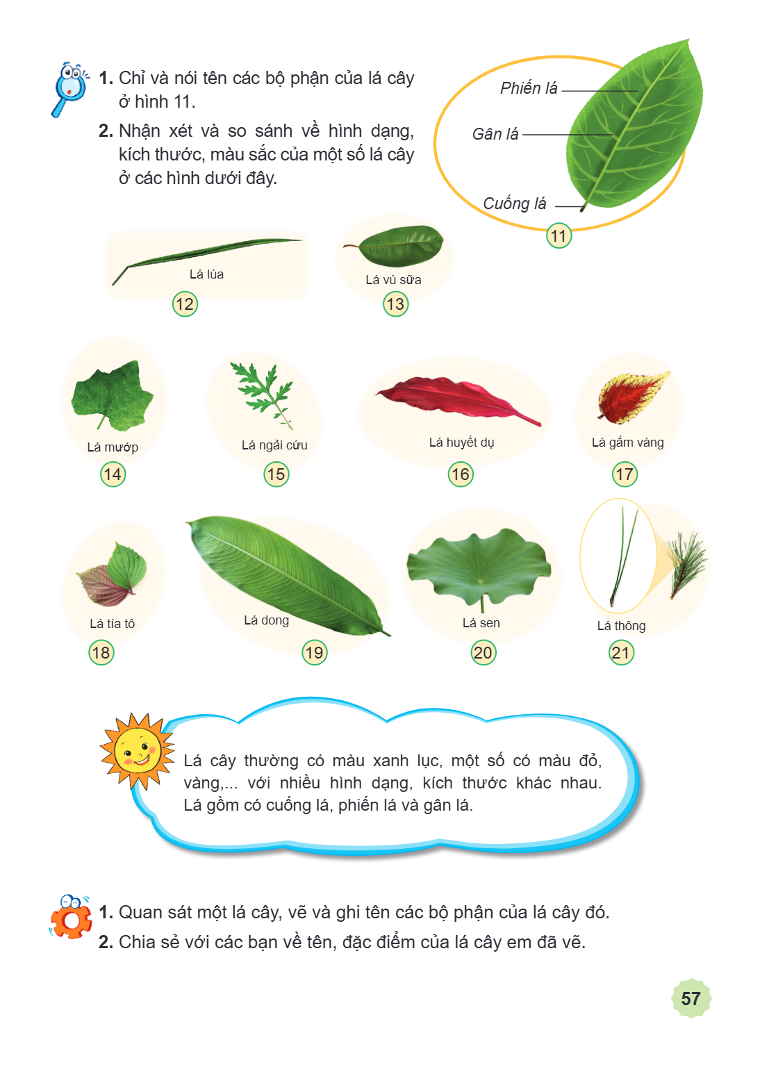 Chỉ và nói tên các bộ phận của lá cây ở hình 11. Nhận xét và so sánh về hình dạng, kích thước, màu sắc của một số lá cây ở các hình dưới đây. Phiến lá Gân lá Cu