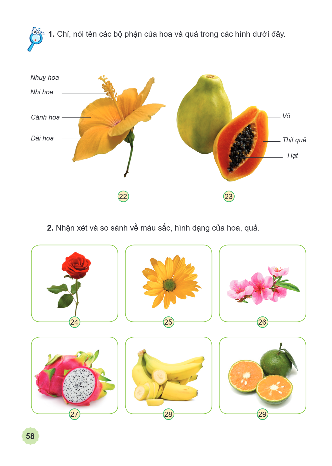 Chỉ, nói tên các bộ phận của hoa và quả trong các hình dưới đây. Nhụy hoa Nhị hoa Cánh hoa Đài hoa 22 Vỏ Thịt quả Hạt 23 Nhận xét và so sánh về màu sắc, hình dạ
