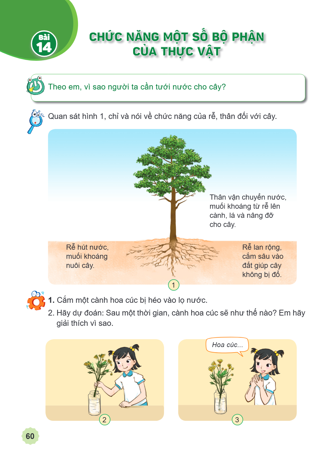 Bài 14. Chức năng một số bộ phận của thực vật Theo em, vì sao người ta cần tưới nước cho cây? Quan sát hình 1, chỉ và nói về chức năng của rễ, thân đối với cây.