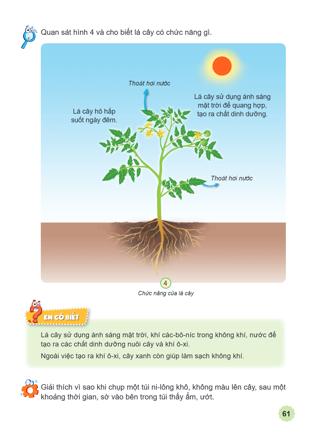 Quan sát hình 4 và cho biết lá cây có chức năng gì. Chức năng của lá cây EM CÓ BIẾT Lá cây sử dụng ánh sáng mặt trời, khí các-bô-níc trong không khí, nước để tạ