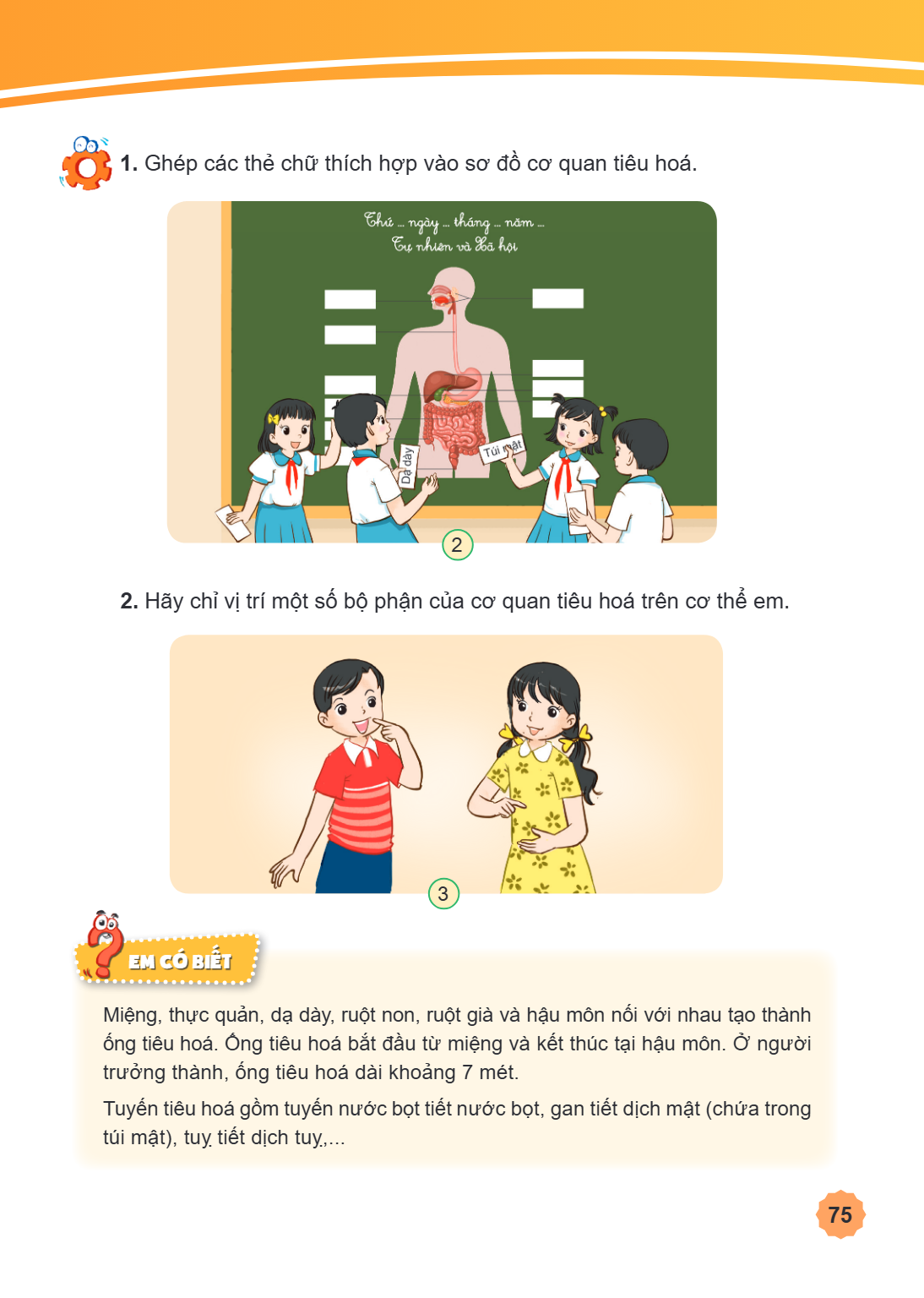 1. Ghép các thẻ chữ thích hợp vào sơ đồ cơ quan tiêu hoá. 2. Hãy chỉ vị trí một số bộ phận của cơ quan tiêu hoá trên cơ thể em. 3 Em có biết Miệng, thực quản, d