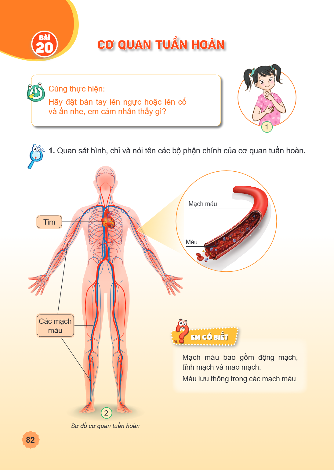 Bài 20. Cơ quan tuần hoàn Cùng thực hiện: Hãy đặt bàn tay lên ngực hoặc lên cổ và ấn nhẹ, em cảm nhận thấy gì? Quan sát hình, chỉ và nói tên các bộ phận chính c