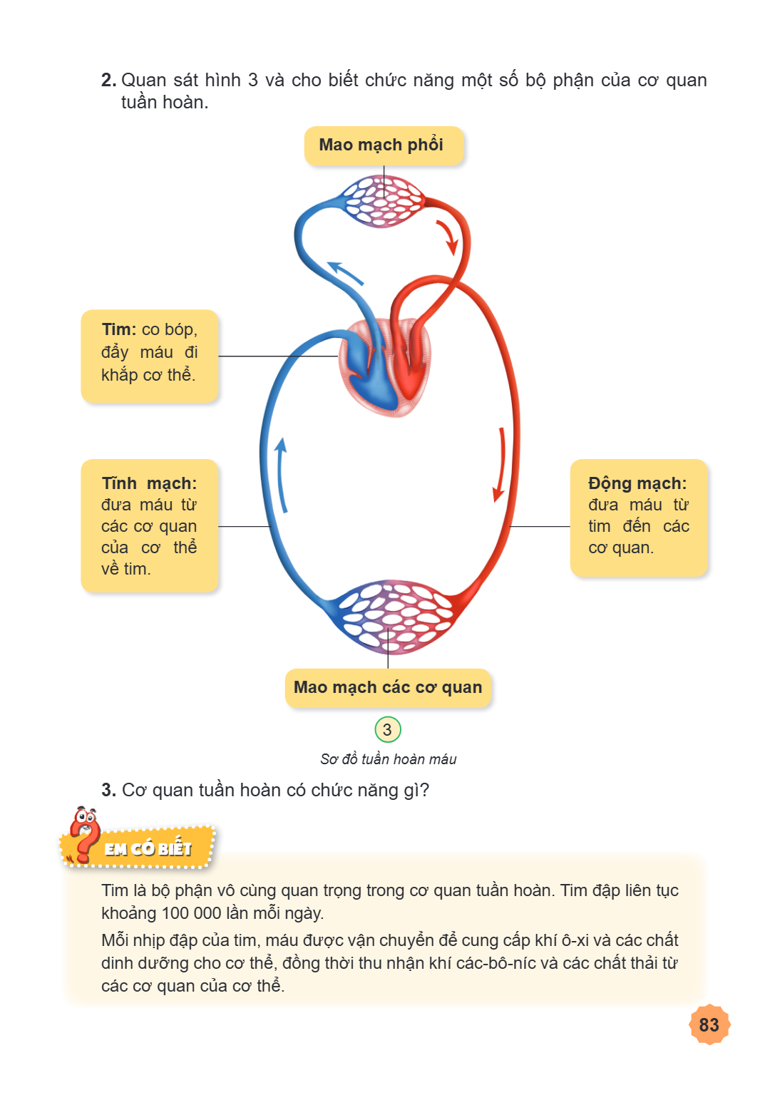 2. Quan sát hình 3 và cho biết chức năng một số bộ phận của cơ quan tuần hoàn. Mao mạch phổi Tim: co bóp, đẩy máu đi khắp cơ thể. Tĩnh mạch:, Động mạch: đưa máu