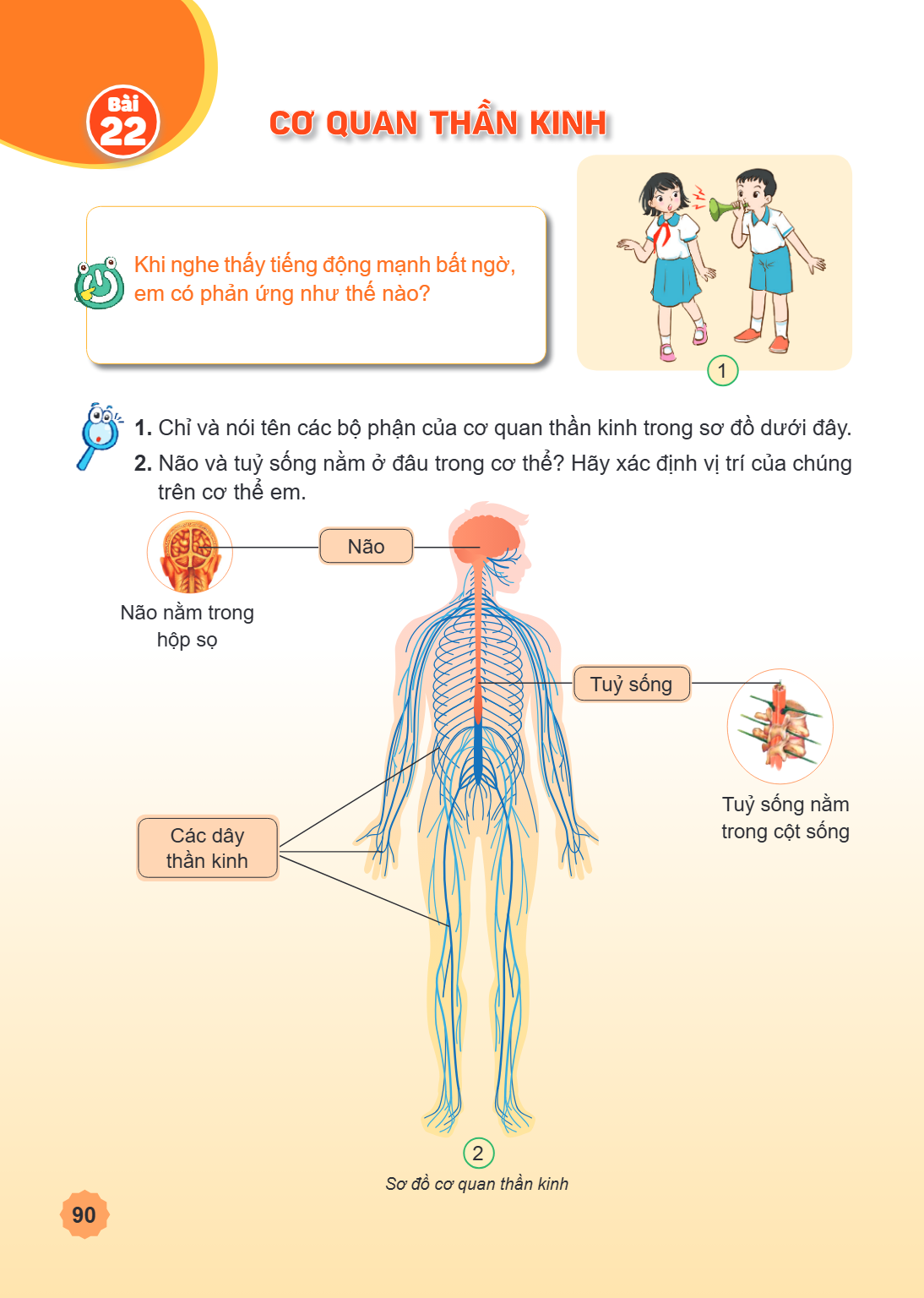 Bài 22. Cơ quan thần kinh Khi nghe thấy tiếng động mạnh bất ngờ, em có phản ứng như thế nào? Chỉ và nói tên các bộ phận của cơ quan thần kinh trong sơ đồ dưới đ