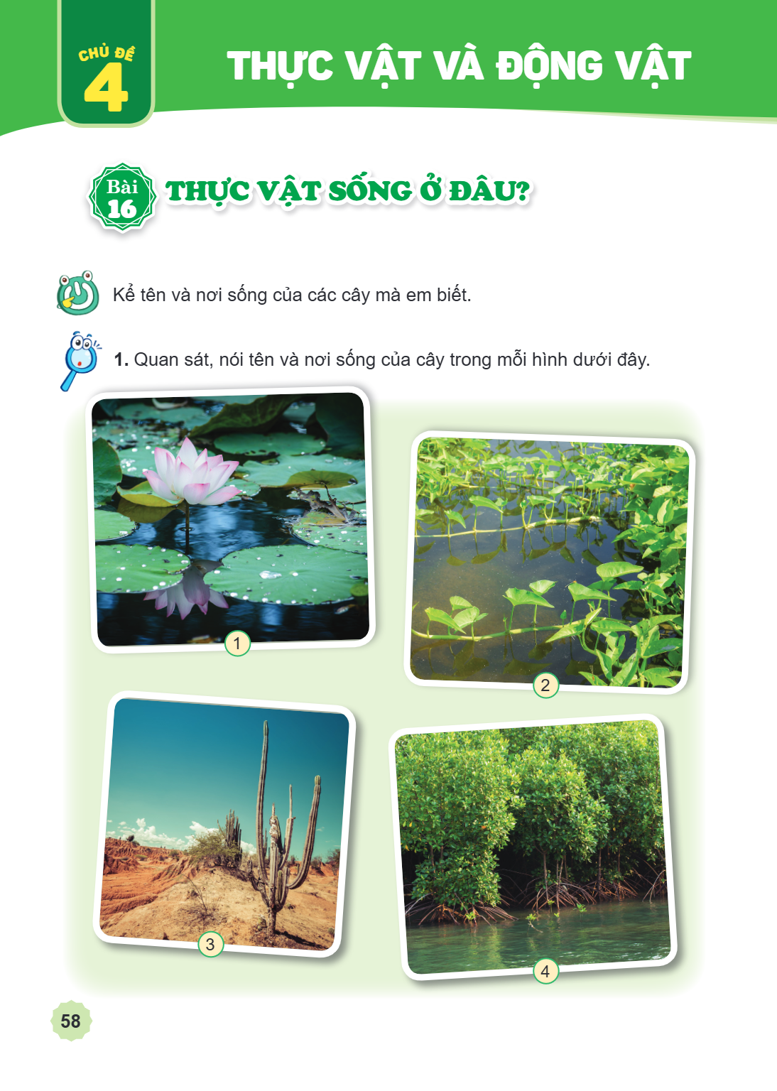 Chủ đề 4. THỰC VẬT VÀ ĐỘNG VẬT Bài 16. Thực vật sống ở đâu? Kể tên và nơi sống của các cây mà em biết. Quan sát, nói tên và nơi sống của cây trong mỗi hình dưới