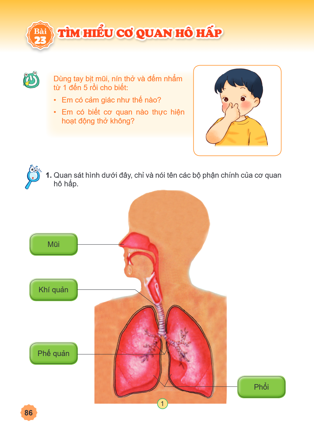 Bài 23. Tìm hiểu cơ quan hô hấp Dùng tay bịt mũi, nín thở và đếm nhẩm từ 1 đến 5 rồi cho biết: Em có cảm giác như thế nào? Em có biết cơ quan nào thực hiện hoạt