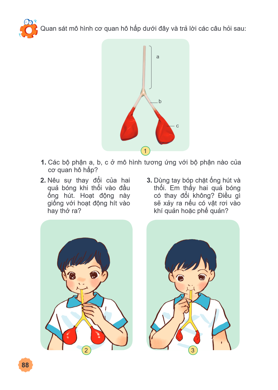 Quan sát mô hình cơ quan hô hấp dưới đây và trả lời các câu hỏi sau: a b c 1. Các bộ phận a, b, c ở mô hình tương ứng với bộ phận nào của cơ quan hô hấp? Nêu sự