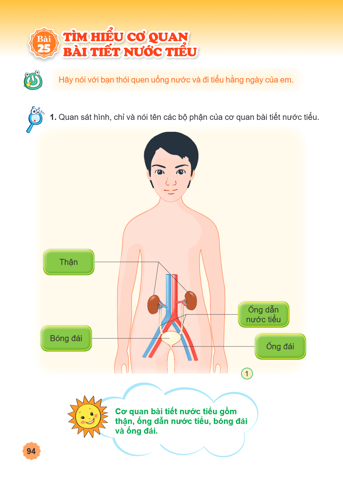 Bài 25. Tìm hiểu cơ quan bài tiết nước tiểu Hãy nói với bạn thói quen uống nước và đi tiểu hằng ngày của em. Quan sát hình, chỉ và nói tên các bộ phận của cơ qu